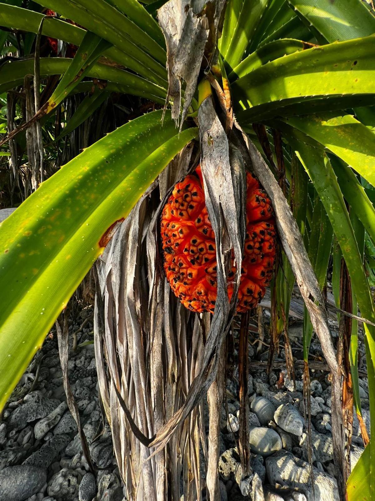The Barefoot Eco Hotel Hanimaadhoo Island Exteriör bild
